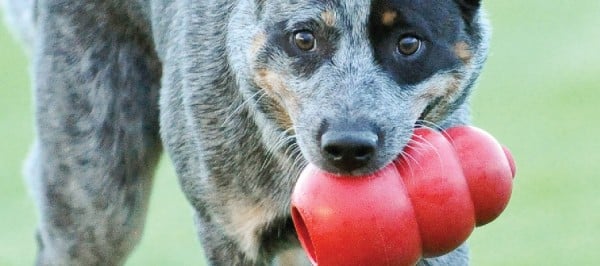Why We Love Kongs?