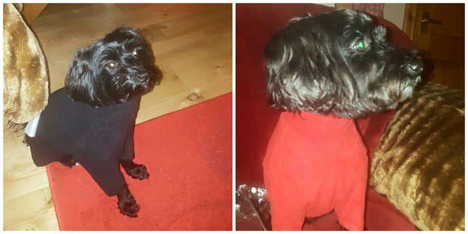Bentley and Rudi in their Hotterdog Fleeces