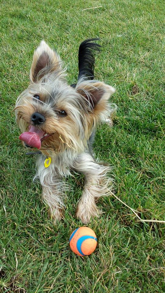 Indie and his Chuckit Ultra