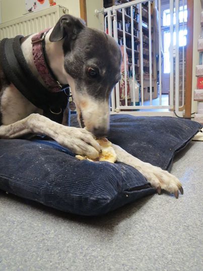 Molly and her pig snout