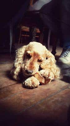 Ollie and his Anco Root