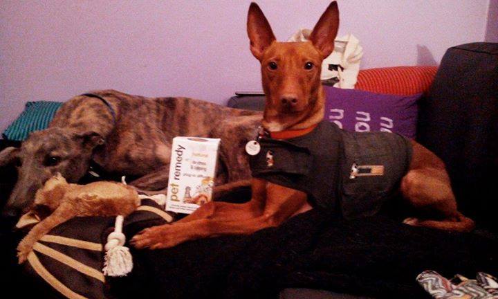 gizzy ready for fireworks with his pet remedy plug in