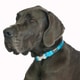 Red Dingo Dog Collars - Turquoise-5234