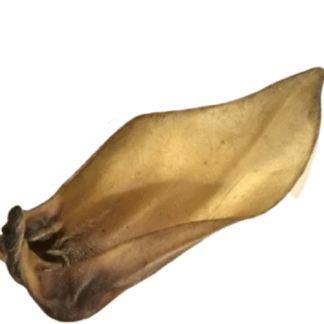 Buffalo Ears