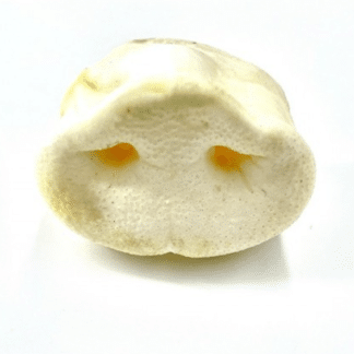 Puffed Pig Snout